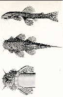 foto 3: Exastilithoxus fimbriatus, Holotype