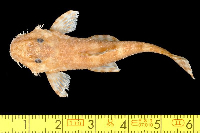 Bild 3: Exastilithoxus hoedemani, Paratype, dorsal