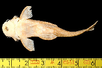 Bild 4: Exastilithoxus hoedemani, Paratype, ventral