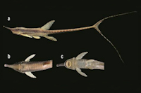 Bild 3: Farlowella azpelicuetae , holotype, Argentina, Salta, Bermejo River, La Plata River basin. CI-FML 7277, 142.4 mm SL, a. lateral, b. dorsal, and c. ventral views