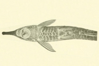 рис. 3: Farlowella jauruensis