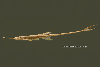 Farlowella odontotumulus, holotype, lateral