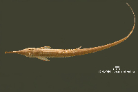 Bild 3: Farlowella odontotumulus, holotype, dorsl