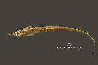 Bild 4: Farlowella odontotumulus, holotype, ventral