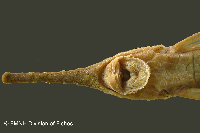 Bild 5: Farlowella odontotumulus, holotype, mouth