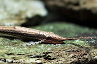 Pic. 3: Farlowella platorynchus