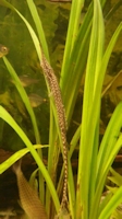 Pic. 3: Farlowella reticulata