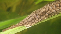 Bild 4: Farlowella reticulata
