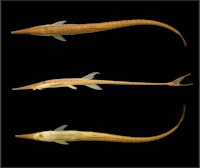 Bild 3: Farlowella wuyjugu, holotype, 143.4 mm SL, MPEG 26178, Brazil, Pará State, Juruti municipality, igarapé Rio Branco, lower rio Tapajós, rio Amazon basin
