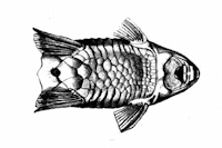 Bild 3: Fonchiiichthys uracanthus/Rineloricaria uracantha