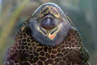 Bild 54: Glyptoperichthys gibbiceps (L 165)