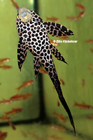 Bild 9: Glyptoperichthys gibbiceps/Pterygoplichthys gibbiceps (L 165)