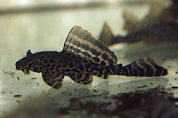 Bild 10: Glyptoperichthys gibbiceps/Pterygoplichthys gibbiceps (L 165)