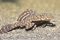 Bild 7: Glyptoperichthys joselimaianus/Pterygoplichthys joselimaianus (L 1)