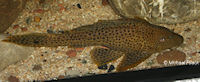 foto 3: Glyptoperichthys punctatus/Pterygoplichthys punctatus