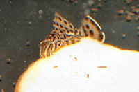 foto 5: Glyptoperichthys punctatus, juvenil