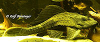 Bild 7: Glyptoperichthys scrophus/Pterygoplichthys scrophus