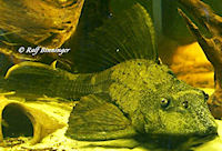 foto 4: Glyptoperichthys scrophus/Pterygoplichthys scrophus