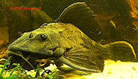 foto 8: Glyptoperichthys scrophus/Pterygoplichthys scrophus