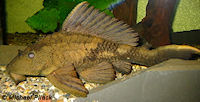 foto 3: Glyptoperichthys scrophus/Pterygoplichthys scrophus