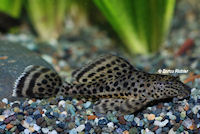Bild 3: Glyptoperichthys weberi/Pterygoplichthys weberi