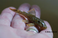 Bild 4: Guyanancistrus brevispinis orientalis (L 41 / LDA 43)