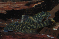 Pic. 11: Guyanancistrus brevispinis orientalis (L 41 / LDA 43)