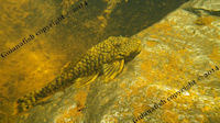 Pic. 7: Guyanancistrus brevispinis orientalis (L 41 / LDA 43)