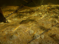 Pic. 10: Guyanancistrus brevispinis orientalis (L 41 / LDA 43)