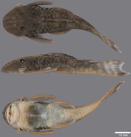 foto 3: Guyanancistrus brownsbergensis.

MHNG 2745.065 (JM14 01), holotype; Suriname: 63.8 mm SL; Suriname: Brokopondo: Kumbu Creek, Saramacca River Basin.