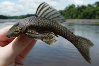 Bild 3: Guyanancistrus longispinis