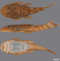 рис. 3: Guyanancistrus megastictus. MNHN 2002–3508, holotype, 62.7 mm SL; French Guiana: Crique Alama.