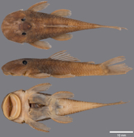 Pic. 3: Guyanancistrus nassauensis. MHNG 2679.100, holotype, 42.0 mm SL; Suriname: Sipaliwini: Paramaka Creek, Nassau Mountains.