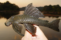 Bild 3: Guyanancistrus niger (L 39)