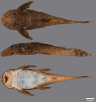 рис. 3: Guyanancistrus tenuis. MZUSP 117148, holotype, 90.9 mm SL; Brazil: Para: small tributary of Rio Mapaoni.