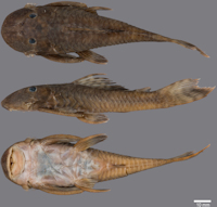 foto 3: Guyanancistrus teretirostris. MZUSP 117149, holotype, 97.6 mm SL; Brazil: Sipaliwini/Parú Savannah in Trio Amerindian territory at the Suriname-Brazil border, tributary of Parú de Oeste River.