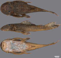 рис. 3: Guyanancistrus teretirostris. MZUSP 117149, holotype, 97.6 mm SL; Brazil: Sipaliwini/Parú Savannah in Trio Amerindian territory at the Suriname-Brazil border, tributary of Parú de Oeste River.