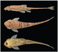 рис. 3: MZUSP 85805, 60.4 mm SL, holotype, Brazil, Mato Grosso do Sul State, Três Lagoas, ribeirão São Mateus, tributary of the rio Sucuriú, rio Paraná basin