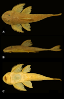 рис. 3: Harttia canastra, LIRP 651, male, holotype, 99.2 mm SL, Brazil, Minas Gerais State, rio São Francisco, São Roque de Minas municipality, Fazenda Casca D’Anta