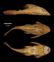 Pic. 3: Hemiancistrus annectens - Lateral-, Dorsal-, Ventralansicht