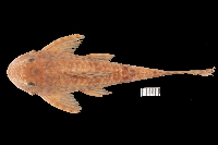 рис. 3: Hemiancistrus furtivus, dorsal
