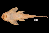 рис. 4: Hemiancistrus furtivus, ventral