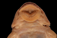 Pic. 58: Hemiancistrus furtivus