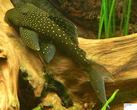 Pic. 4: Hemiancistrus cf. subviridis "L 128"