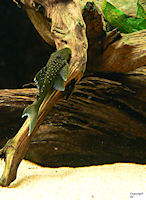 Bild 5: Hemiancistrus cf. subviridis "L 128"