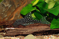 Pic. 3: Hemiancistrus cf. subviridis "L 128"