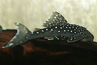 Bild 7: Hemiancistrus cf. subviridis "L 128"