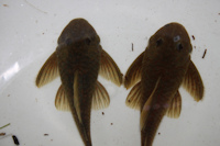 Bild 10: links Weibchen, rechts Männchen