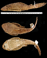 рис. 3: Hemiancistrus landoni, Holotype
