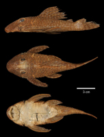 рис. 3: Hemiancistrus megacephalus/Pseudancistrus megacephalus